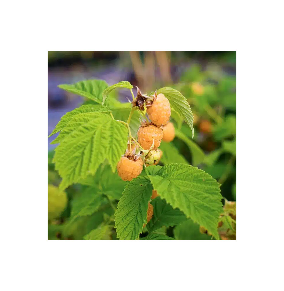 Plant in a Box - Rubus idaeus 'Fallgold' - Set de 3 - Framboisiers