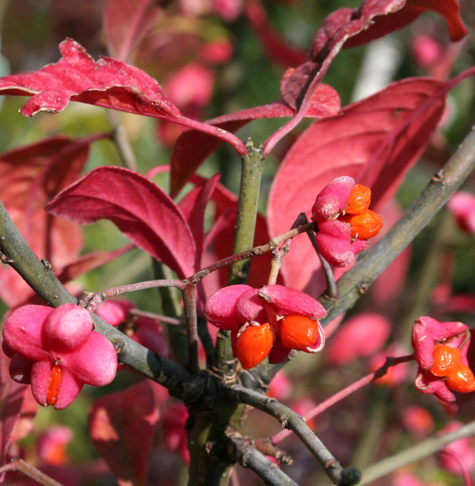 EUONYMUS EUROPAEUS - Fusain d'Europe : taille 60/80 cm - Racines Nues -  Jardin d